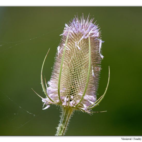 Wilde Karde: Pflanze im Habitat Felsgebiet in der NatureSpots App