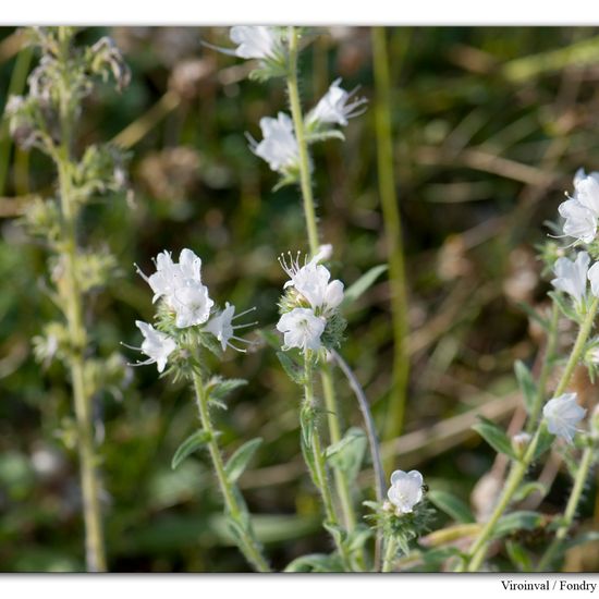 Echium vulgare: Plant in habitat Rock areas in the NatureSpots App