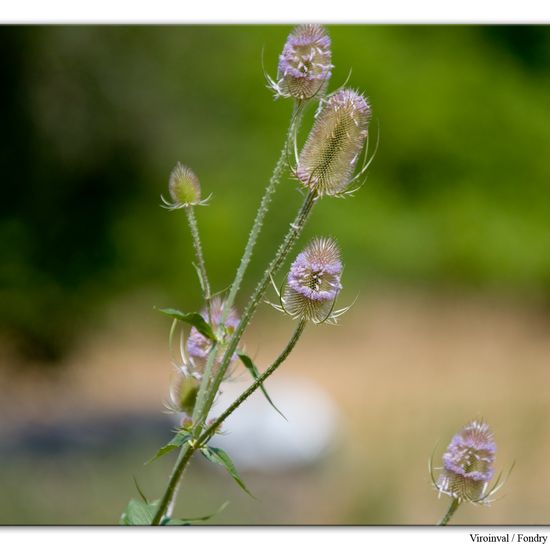 Dipsacus fullonum: Plant in habitat Rock areas in the NatureSpots App