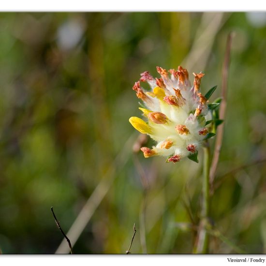 Anthyllis vulneraria: Plant in habitat Rock areas in the NatureSpots App