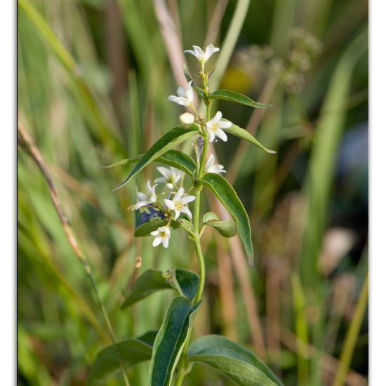 Vincetoxicum hirundinaria: Plant in habitat Rock areas in the NatureSpots App