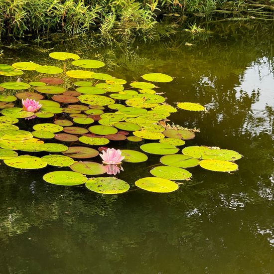 Landscape: Freshwater in habitat Pond in the NatureSpots App