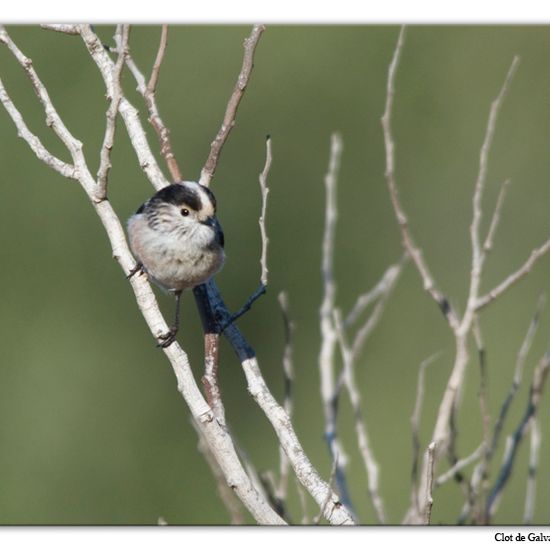 Bluthänfling: Tier im Habitat Sandküste in der NatureSpots App