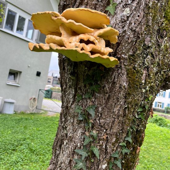 Eine unbekannte Art: Pilz in der Natur in der NatureSpots App