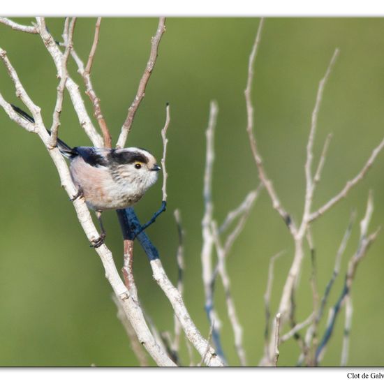 Schwanzmeise: Tier im Habitat Sandküste in der NatureSpots App