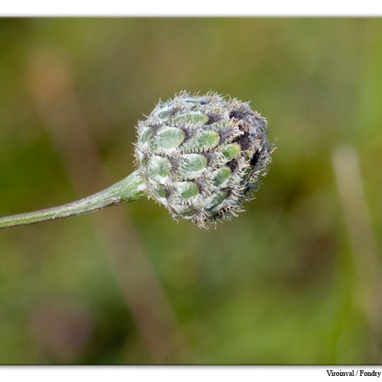 Skabiosen-Flockenblume: Pflanze im Habitat Felsgebiet in der NatureSpots App