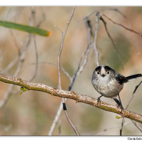 Common Linnet: Animal in habitat Sandy coast in the NatureSpots App