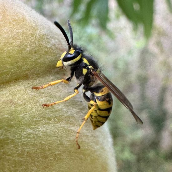 Vespula germanica.: Animal in habitat Garden in the NatureSpots App