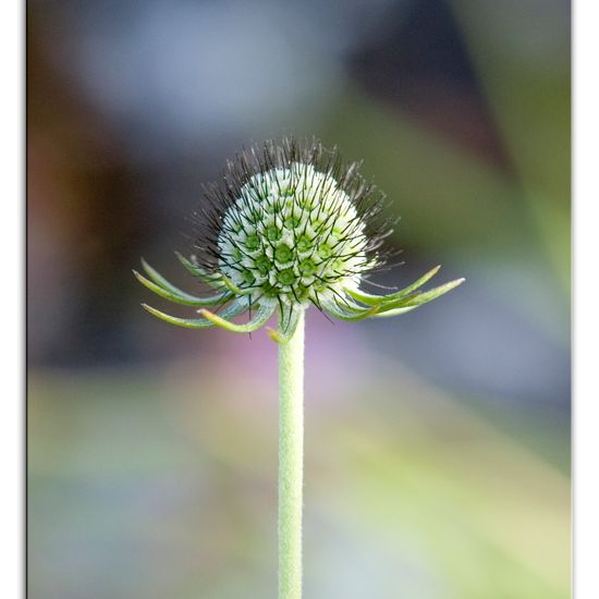 Scabiosa lucida: Plant in habitat Rock areas in the NatureSpots App