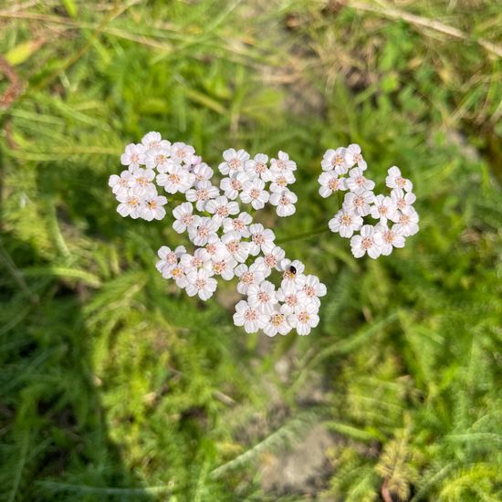 Edle Schafgarbe: Pflanze in der Natur in der NatureSpots App