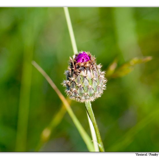 Skabiosen-Flockenblume: Pflanze im Habitat Felsgebiet in der NatureSpots App