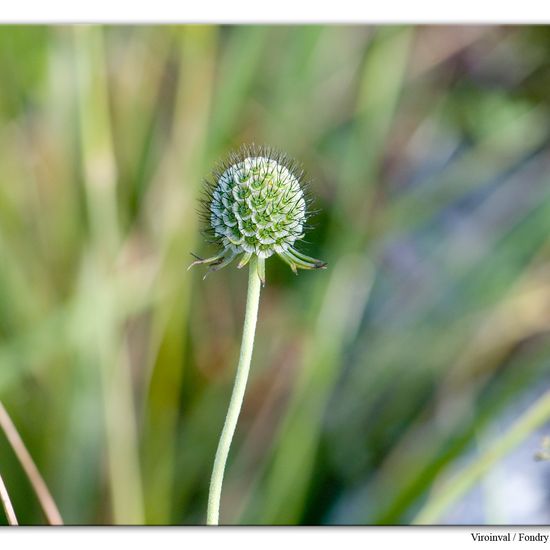 Scabiosa lucida: Plant in habitat Rock areas in the NatureSpots App