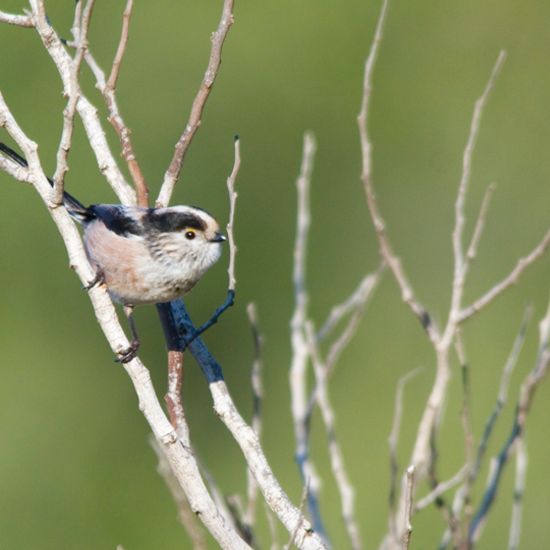 Schwanzmeise: Tier im Habitat Sandküste in der NatureSpots App