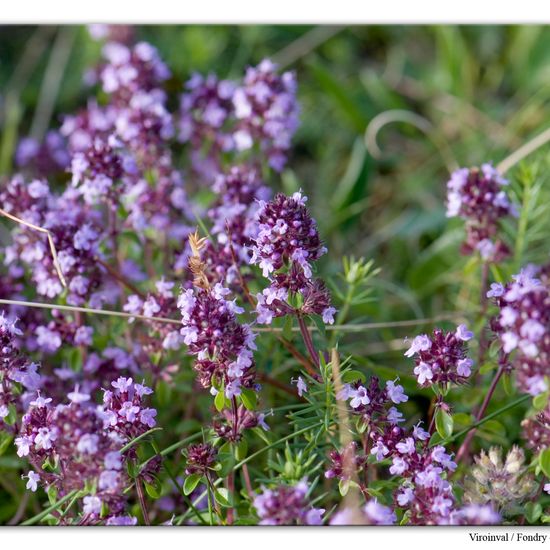 Scabiosa columbaria: Plant in habitat Rock areas in the NatureSpots App