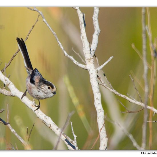 Aegithalos caudatus: Animal in habitat Sandy coast in the NatureSpots App