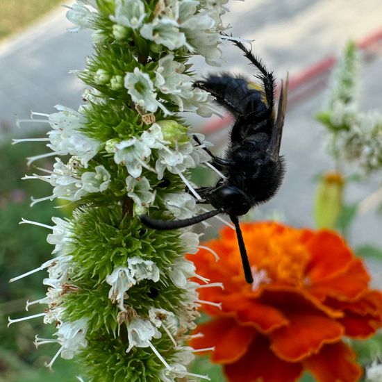 Borstige Dolchwespe: Tier im Habitat Garten in der NatureSpots App