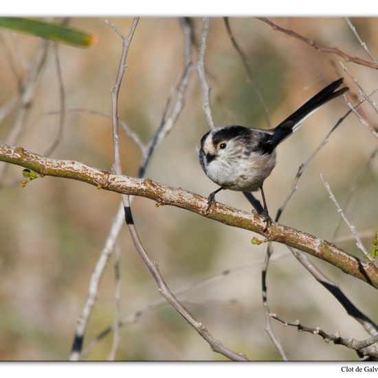 Aegithalos caudatus: Animal in habitat Sandy coast in the NatureSpots App