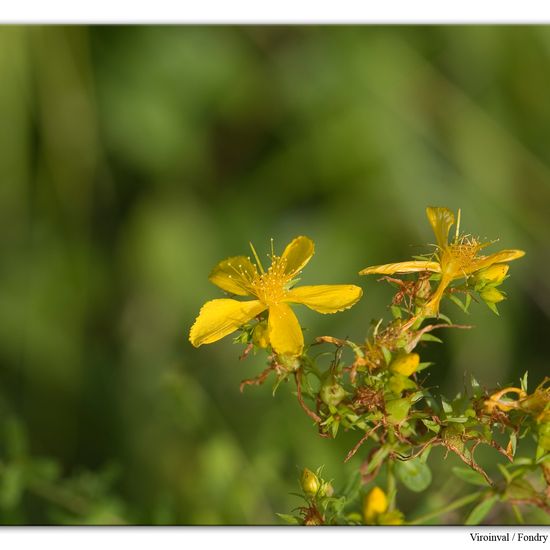 Hypericum perforatum: Plant in habitat Rock areas in the NatureSpots App