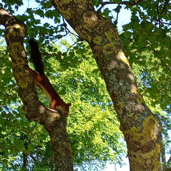 Eurasisches Eichhörnchen: Tier im Habitat Garten in der NatureSpots App