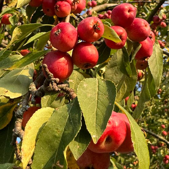 Japanischer Wildapfel: Pflanze im Habitat Anderes Stadthabitat in der NatureSpots App