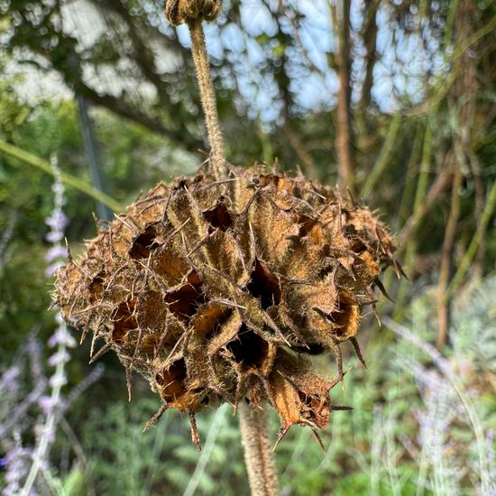 Strauchiges Brandkraut: Pflanze im Habitat Garten in der NatureSpots App