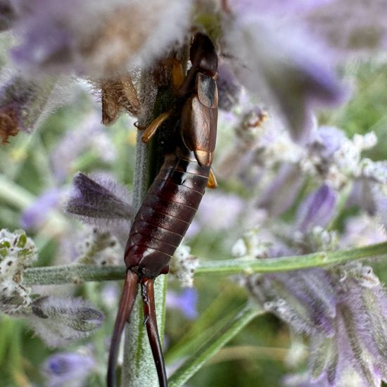 Gemeiner Ohrwurm: Tier im Habitat Garten in der NatureSpots App