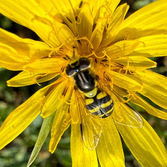 Dasysyrphus albostriatus: Tier in der Natur in der NatureSpots App