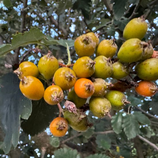 Sorbus intermedia: Plant in habitat City or Urban habitat in the NatureSpots App