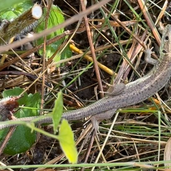 Echte Eidechsen: Tier im Habitat Garten in der NatureSpots App