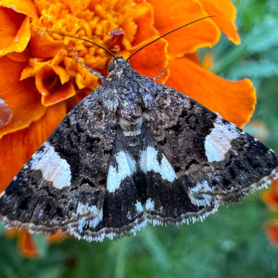 Ackerwinden-Trauereule: Tier im Habitat Garten in der NatureSpots App