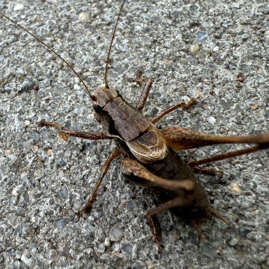 Dark bush-cricket: Animal in nature in the NatureSpots App