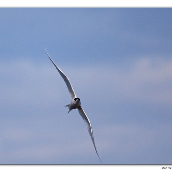 Sandwich Tern: Animal in habitat Sandy coast in the NatureSpots App