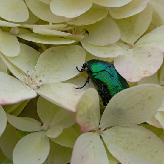 Goldglänzender Rosenkäfer: Tier im Habitat Garten in der NatureSpots App