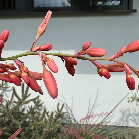 Hesperaloe parviflora: Pflanze im Habitat Garten in der NatureSpots App