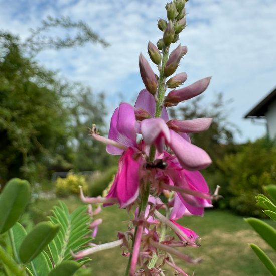 Indigofera heterantha: Plant in habitat Garden in the NatureSpots App