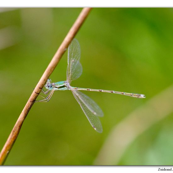 Lestes barbarus: Animal in habitat Natural Meadow in the NatureSpots App