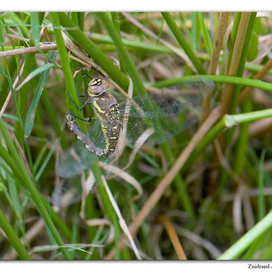 Migrant Hawker: Animal in habitat Natural Meadow in the NatureSpots App