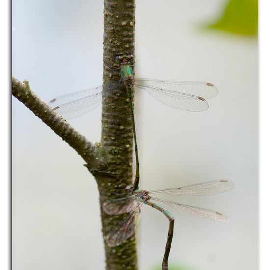 Weidenjungfer: Tier im Habitat Naturnahe Wiese in der NatureSpots App