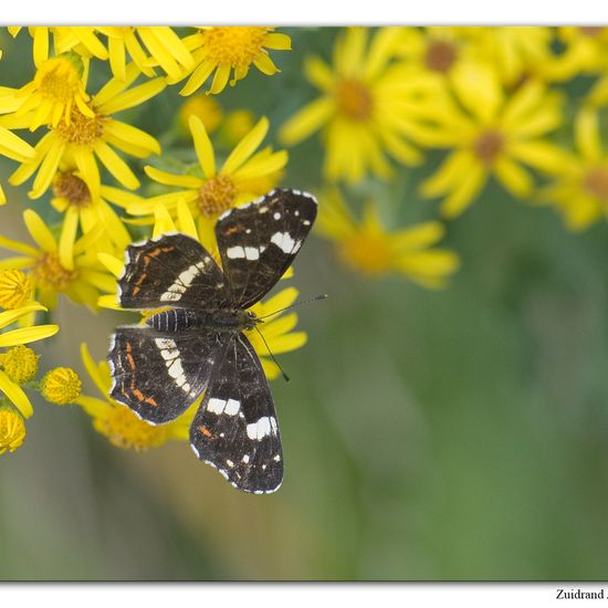 Landkärtchen: Tier im Habitat Naturnahe Wiese in der NatureSpots App