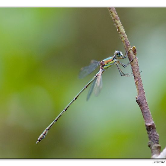 Chalcolestes viridis: Animal in habitat Natural Meadow in the NatureSpots App