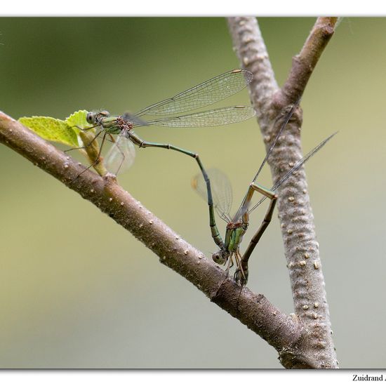 Chalcolestes viridis: Animal in habitat Natural Meadow in the NatureSpots App