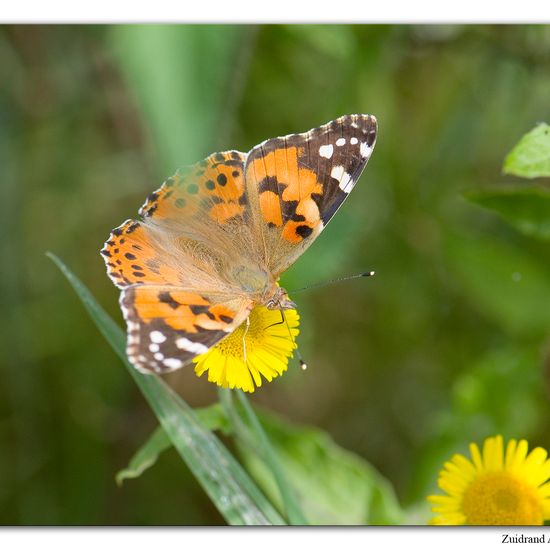 Vanessa cardui: Animal in habitat Natural Meadow in the NatureSpots App