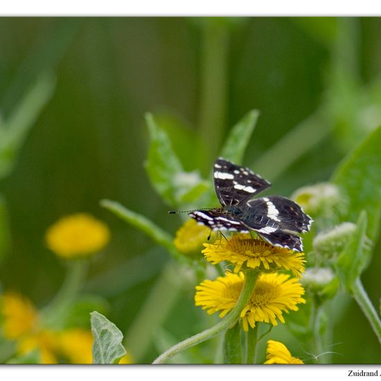 Landkärtchen: Tier im Habitat Naturnahe Wiese in der NatureSpots App