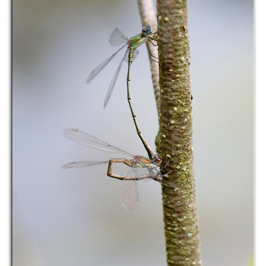 Chalcolestes viridis: Animal in habitat Natural Meadow in the NatureSpots App