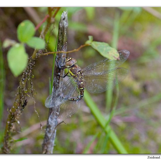 Migrant Hawker: Animal in habitat Natural Meadow in the NatureSpots App