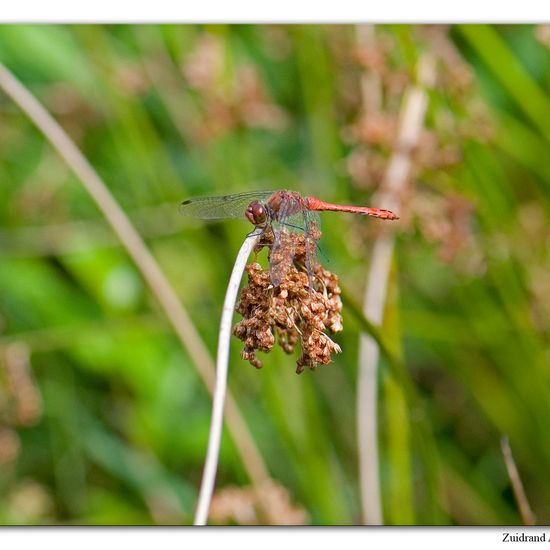 Ruddy Darter: Animal in habitat Natural Meadow in the NatureSpots App