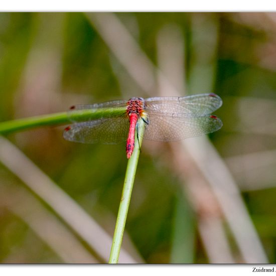 Ruddy Darter: Animal in habitat Natural Meadow in the NatureSpots App