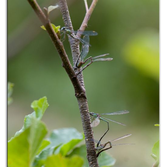 Chalcolestes viridis: Animal in habitat Natural Meadow in the NatureSpots App