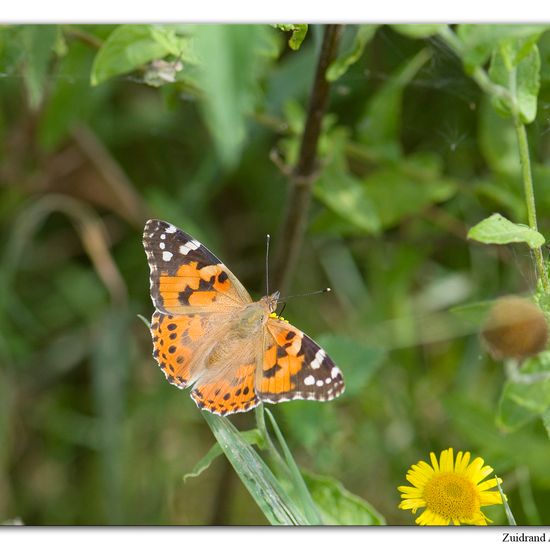 Distelfalter: Tier im Habitat Naturnahe Wiese in der NatureSpots App