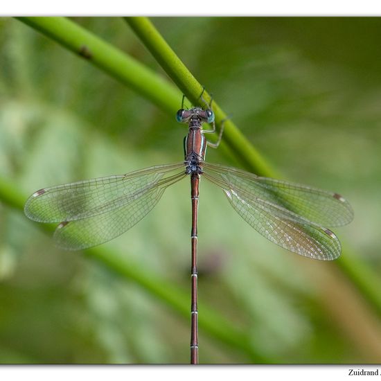 Lestes barbarus: Animal in habitat Natural Meadow in the NatureSpots App